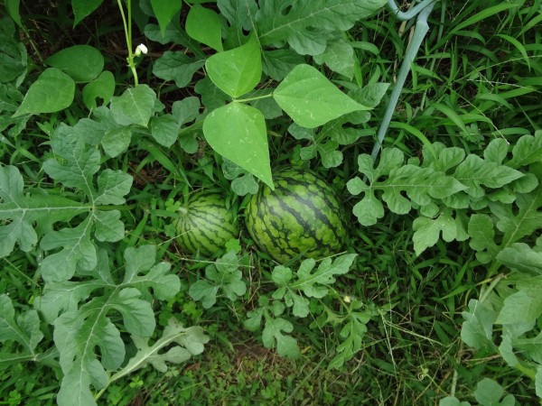 ピノ子日記 おいおい 夫よ 何をする 肥料のやり方人それぞれ ピノ子の庭