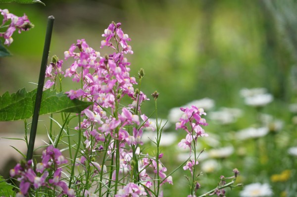 かれんで華奢だけどこぼれ種で毎年咲く丈夫なリナリア 姫キンギョソウ の育て方 ピノ子の庭