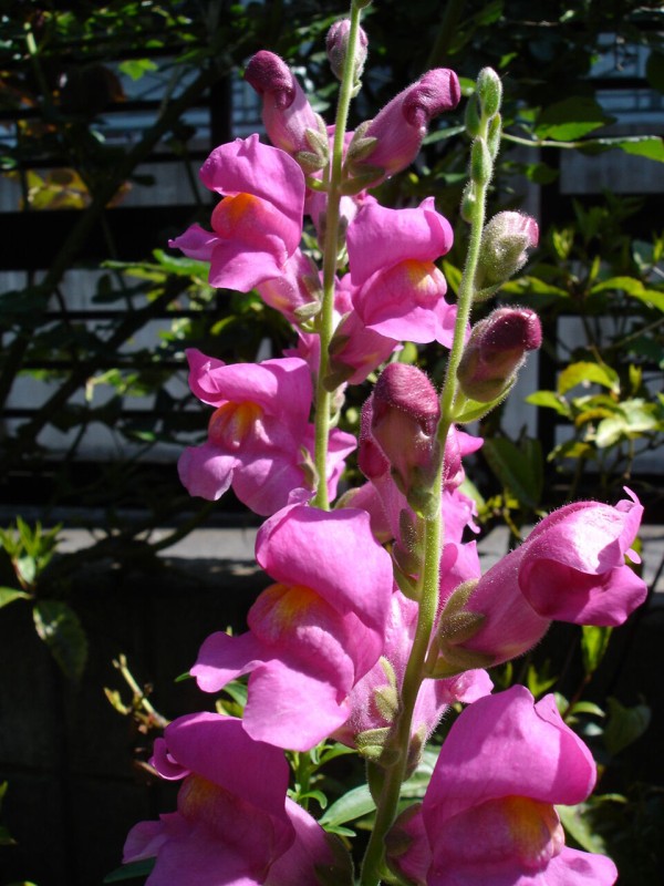 かれんで華奢だけどこぼれ種で毎年咲く丈夫なリナリア 姫キンギョソウ の育てかた ピノ子の庭