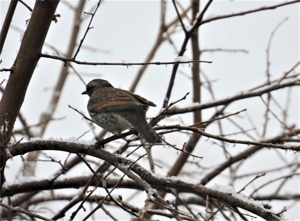 わかると楽しい野鳥観察 ピノ子流 野鳥の見つけ方見分け方 冬の鳥編 ピノ子の庭