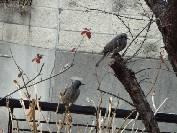 わかると楽しい野鳥観察 ピノ子流 野鳥の見つけ方見分け方 夏の鳥編 ピノ子の庭 わかると楽しい野鳥観察 ピノ子流 野鳥の見つけ方見分け方 夏の鳥編 ピノ子の庭