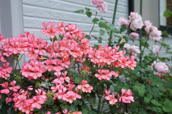 ゼラニウム年間の手入れと大きな花を咲かせるためのコツ ピノ子の庭