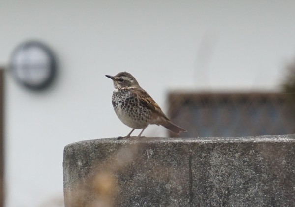 わかると楽しい野鳥観察 ピノ子流 野鳥の見つけ方見分け方 冬の鳥編 ピノ子の庭