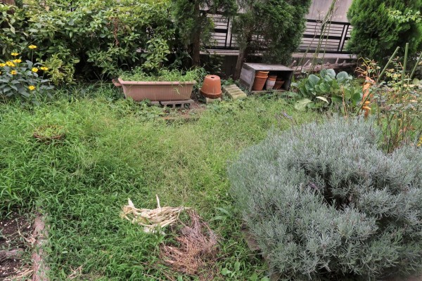 咲いた咲いた私のバラ 8月の庭の様子 ピノ子の庭