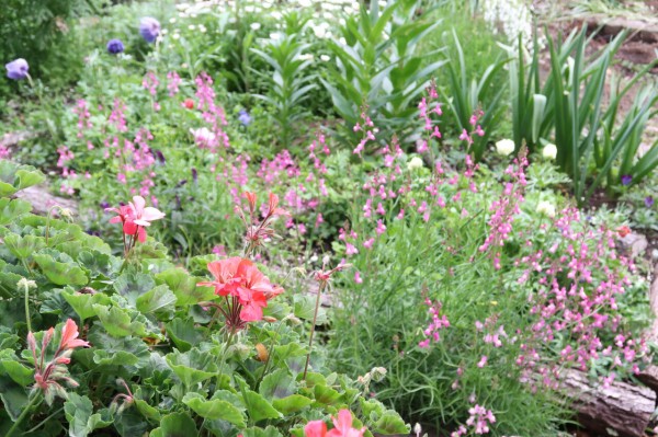 かれんで華奢だけどこぼれ種で毎年咲く丈夫なリナリア 姫キンギョソウ の育て方 ピノ子の庭