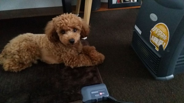 トイプードルは寒がり トイプーポッチャマ