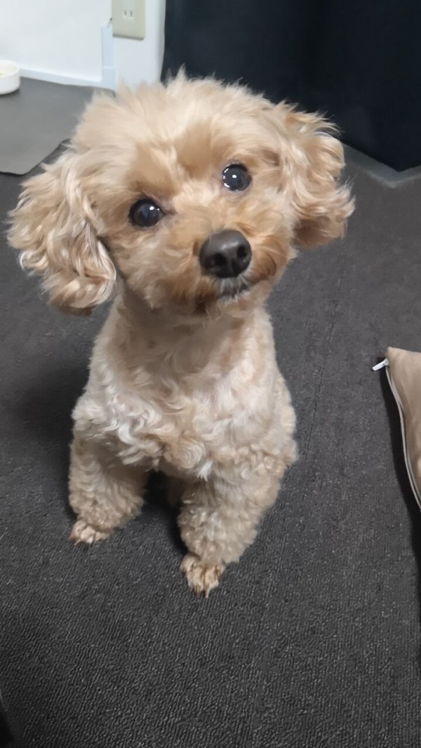 11月のトイプードル ひなたでくつろぐ トイプーポッチャマ