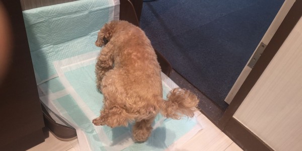 トイプードルのおトイレ トイプーポッチャマ