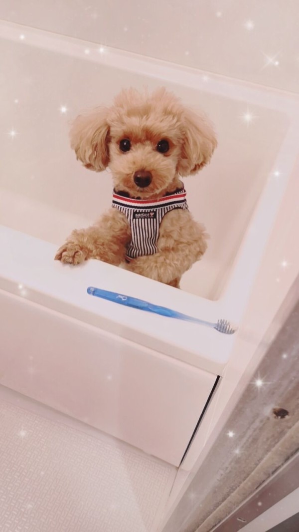トイプードルをお風呂に入れる トイプーポッチャマ