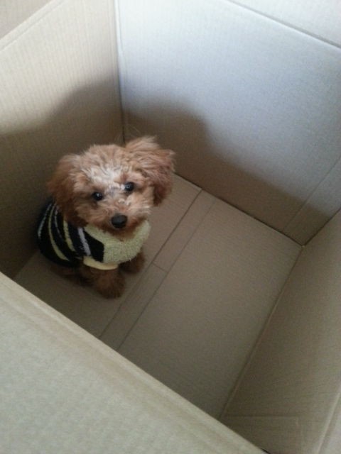 捨て犬 トイプードル トイプーポッチャマ