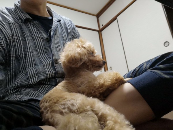 犬が薬飲まない お手上げです トイプーポッチャマ