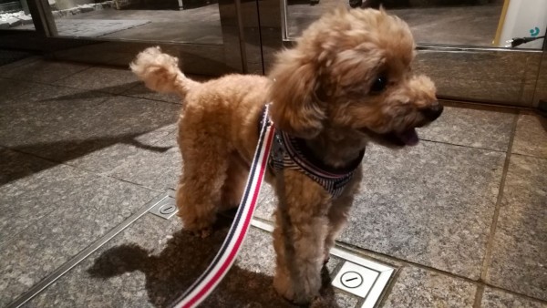 胴が短いトイプードル トイプーポッチャマ