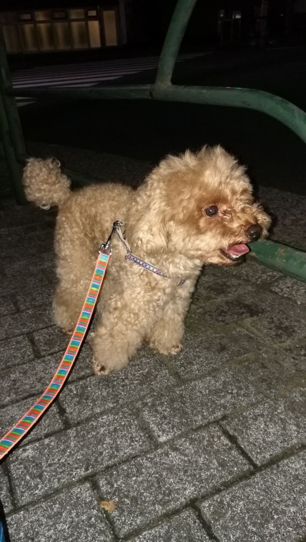 散歩が苦手で嫌いなトイプードル トイプーポッチャマ