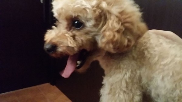 言った言わない ボッタクリ病院 動物病院て怖い トイプーポッチャマ