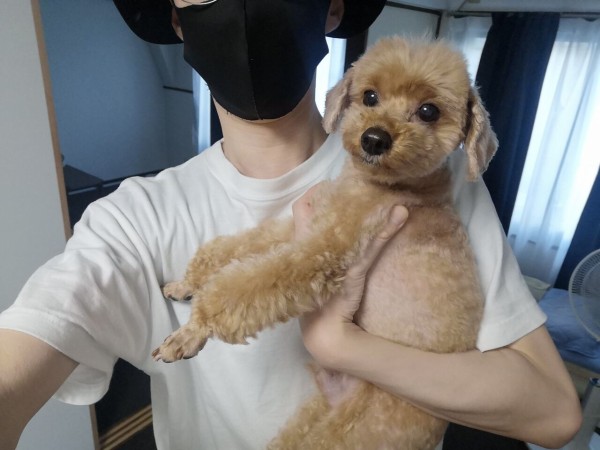 かわいいトイプードルを抱っこ トイプーポッチャマ