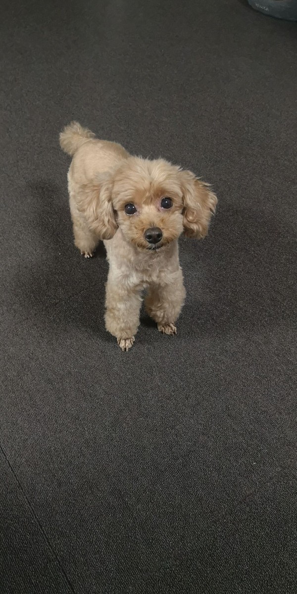 秋のトイプードルスタイル トリミング後から数日後の様子 トイプーポッチャマ