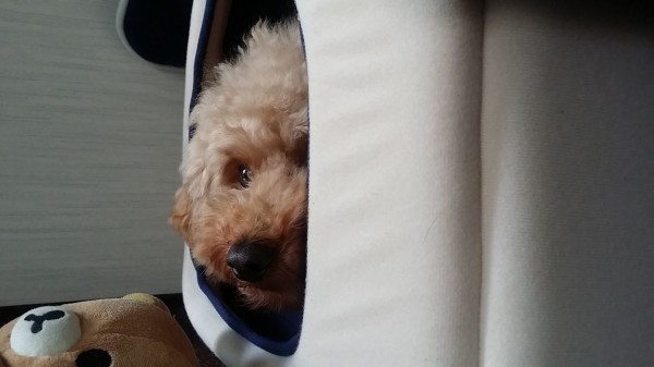 トイプードルは散歩嫌い トイプーポッチャマ