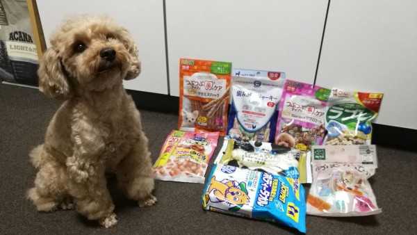 トイプードル5歳のお誕生日とプレゼント トイプーポッチャマ