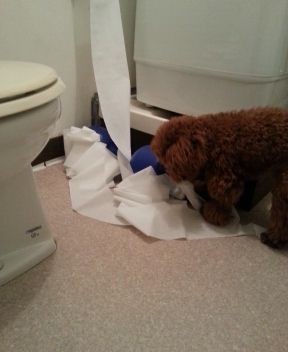 トイレットペーパーをいたずら トイプードル トイプーポッチャマ