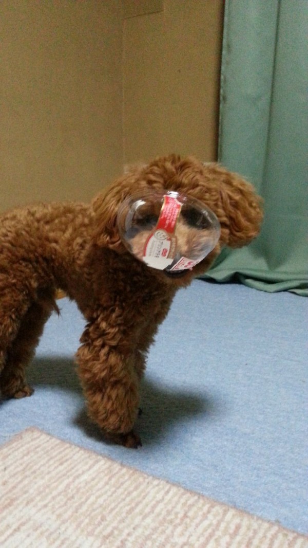 トイプードルのストレス トイプーポッチャマ トイプードルのストレス トイプーポッチャマ