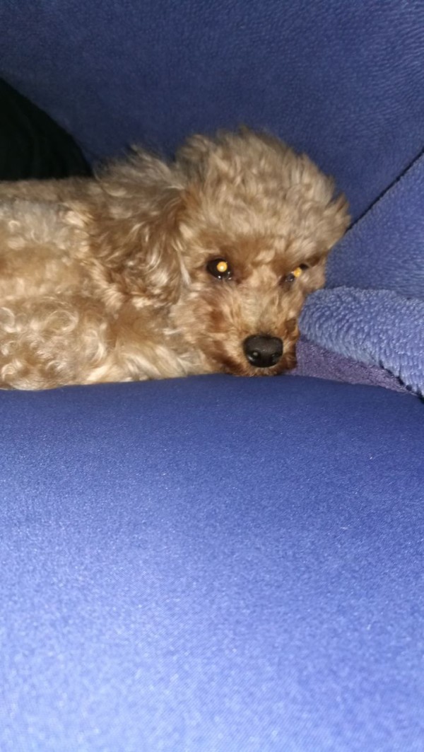 布団の中に入るトイプードル トイプーポッチャマ