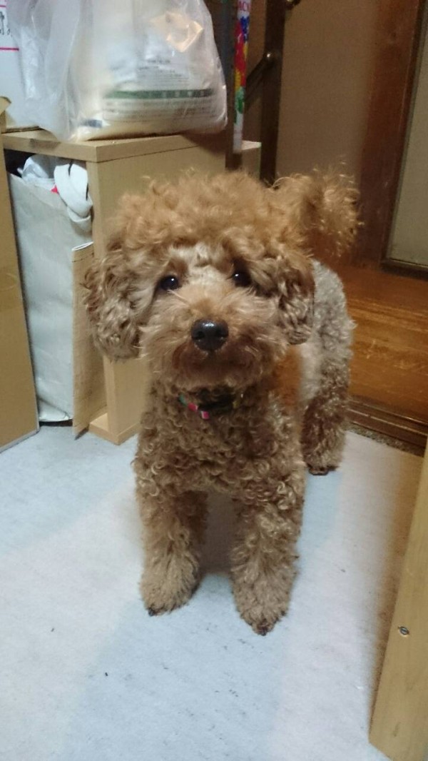 トイプードル失敗 トリミング トイプーポッチャマ