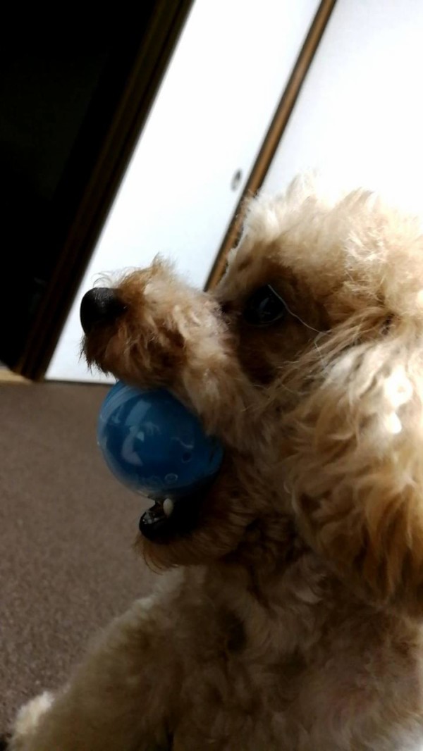 閲覧注意2 トイプードル下痢気味 トイプーポッチャマ