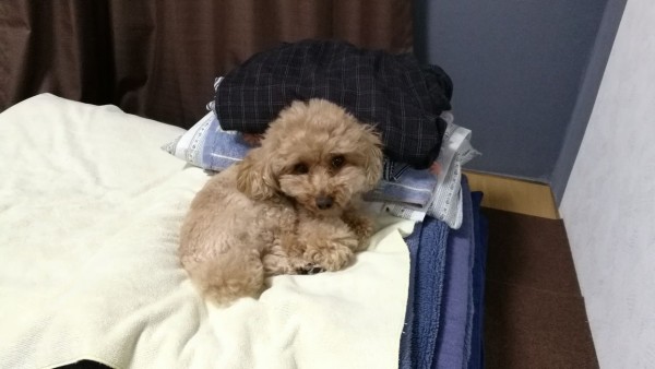 トイプードルをお風呂へ トイプーポッチャマ