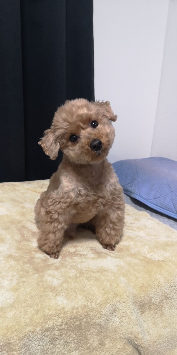 トイプードルてかわいいです トイプーポッチャマ