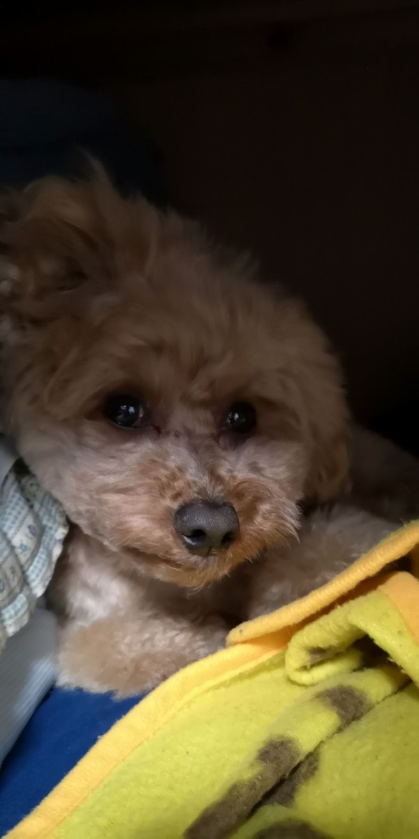 散歩しないで寝てばかりトイプードル トイプーポッチャマ