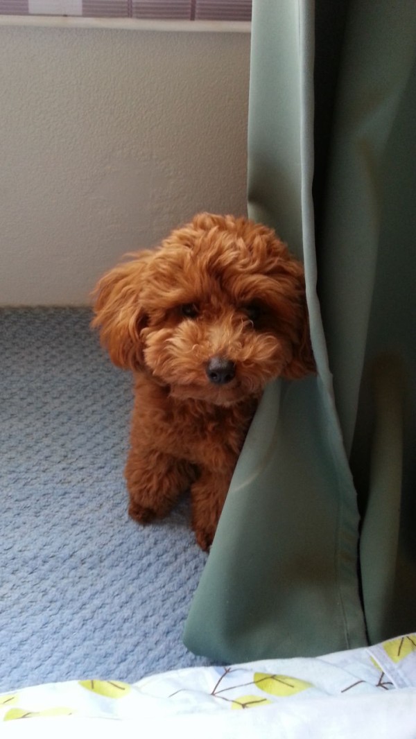 お散歩キライ トイプードル トイプーポッチャマ