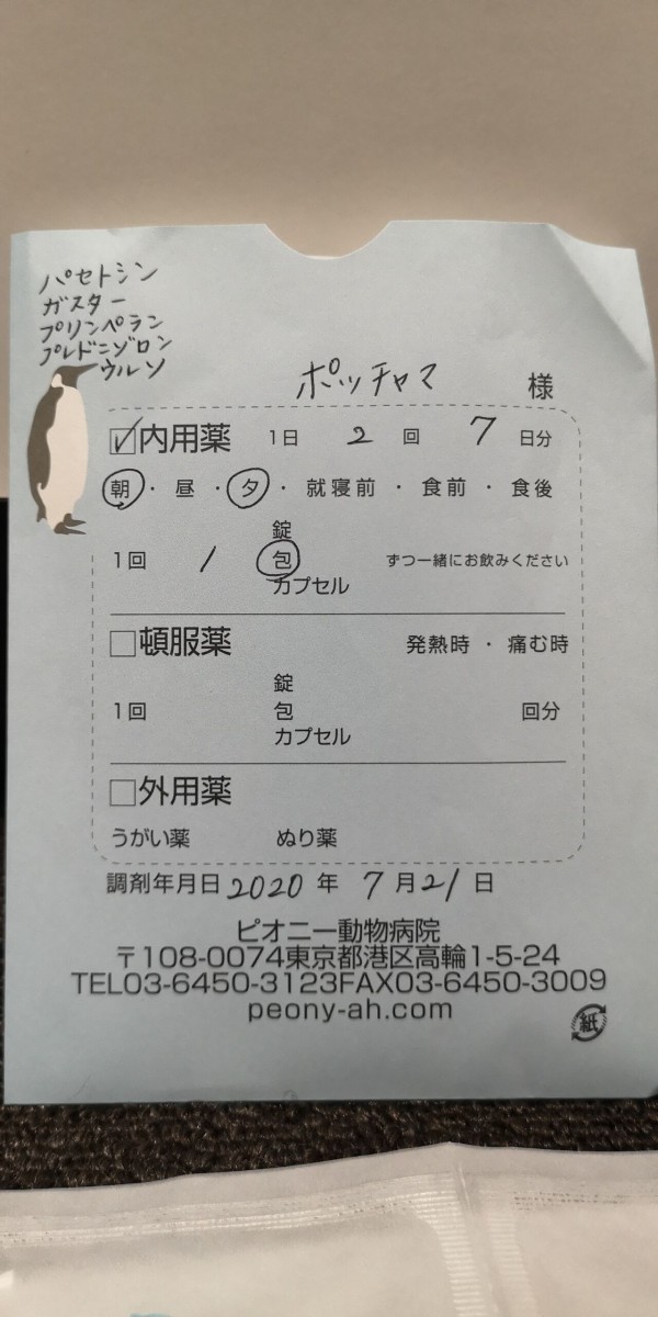 犬の嘔吐 胃炎で動物病院へ トイプーポッチャマ