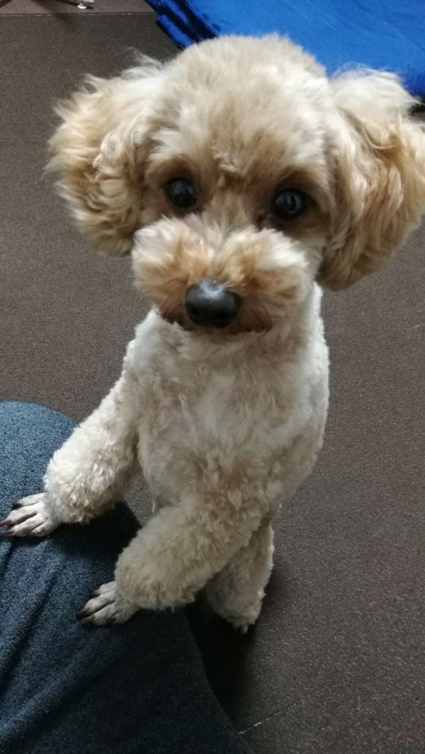 モデル犬 トイプードル トイプーポッチャマ