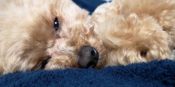 散歩しないで寝てばかりトイプードル トイプーポッチャマ