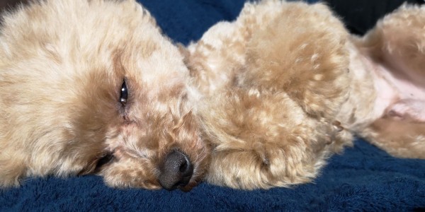 散歩しないで寝てばかりトイプードル トイプーポッチャマ