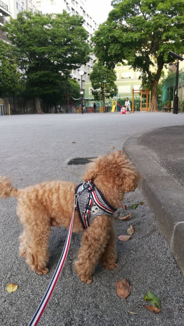 腰振りトイプードル動画人気 トイプーポッチャマ