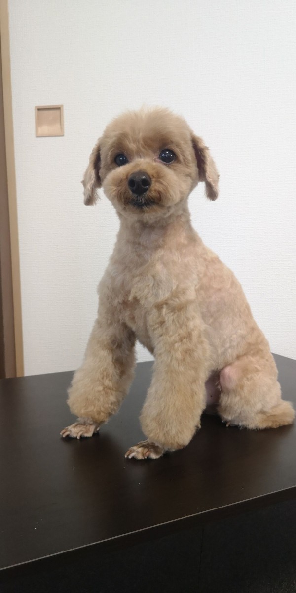 21年6月トイプードルのトリミング トイプーポッチャマ