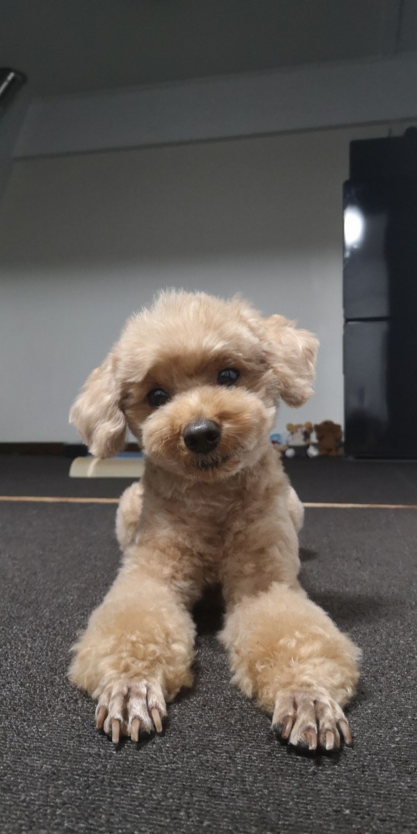 トイプードル ウィンターカット年11月号 トイプーポッチャマ