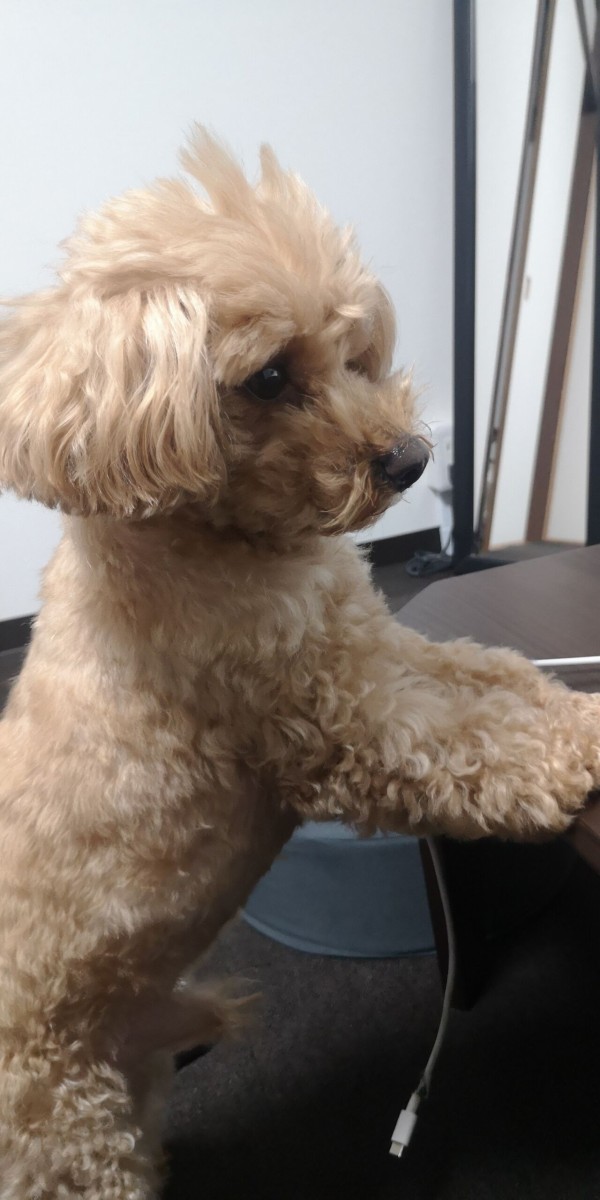 トイプードルが可愛すぎる ８歳７ヶ月 トイプーポッチャマ