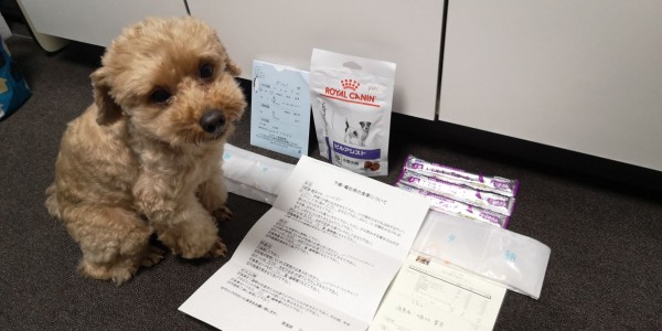 犬の嘔吐 胃炎で動物病院へ トイプーポッチャマ