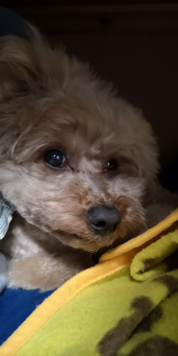 散歩しないで寝てばかりトイプードル トイプーポッチャマ