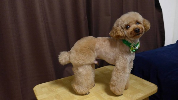 プチおパンツカット トリミングのトイプードル トイプーポッチャマ