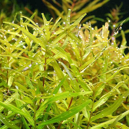 水草大人買い えびblog