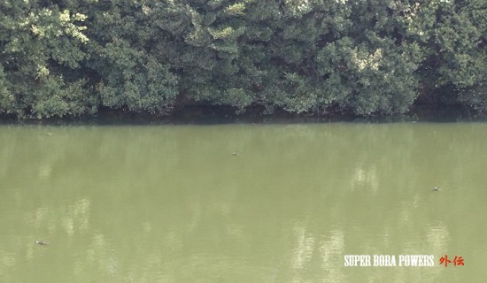 ブラックバス天国淡路島 野池でgo Super Bora Powers