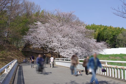 服部緑地公園と桜 豊中 北摂で暮らす