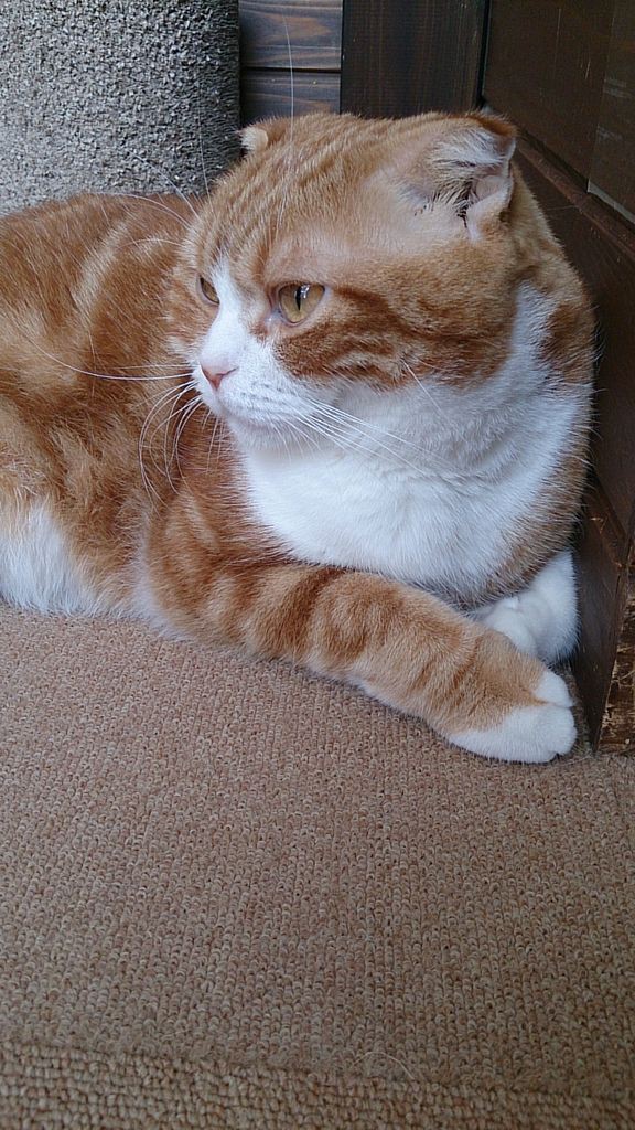 猫カフェ行ってきた 気の向くままに