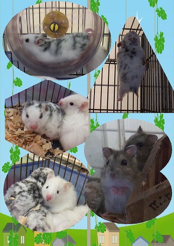 ダルメシアンハムスター Small Animal Land ダルメシアンハムスター Small Animal Land