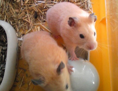 キンクマ ハムスター Small Animal Land