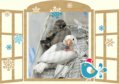 雛文鳥 Small Animal Land