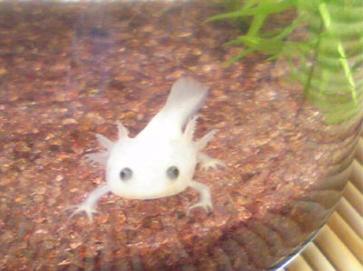 ウーパールーパー : Small Animal Land
